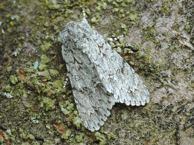 Acronicta aceris