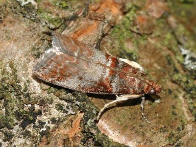 Acrobasis advenella