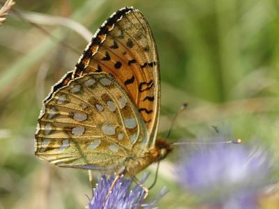 Argynnis aglaja