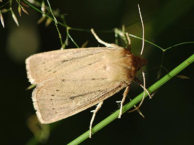 Globia algae