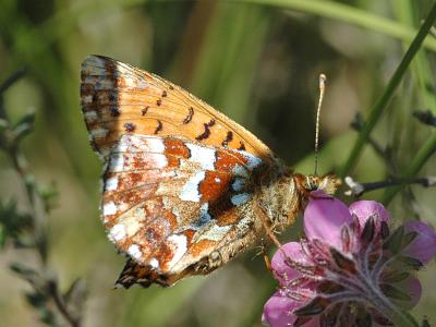 Boloria aquilonaris