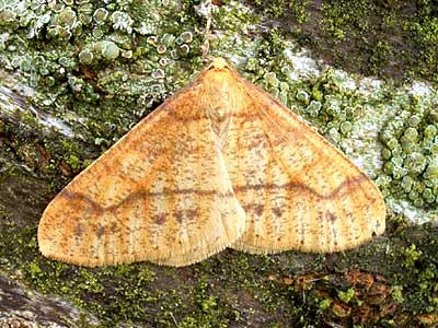 Agriopis aurantiaria