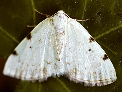 Lomographa bimaculata