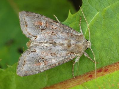 Polia bombycina