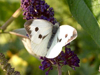 Pieris brassicae