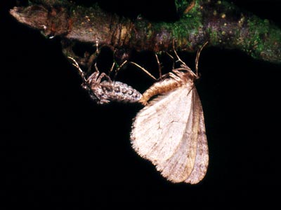 Operophtera brumata