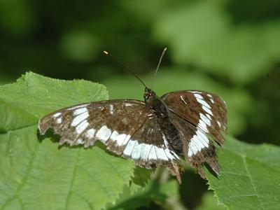 Limenitis camilla