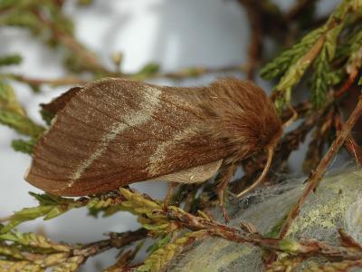 Malacosoma castrensis