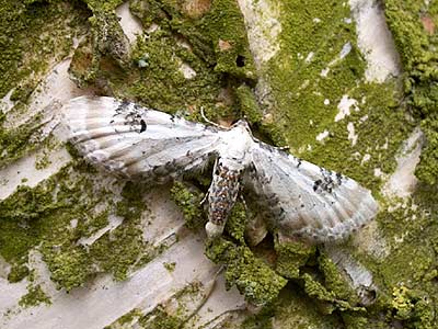 Eupithecia centaureata