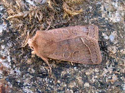 Orthosia cerasi