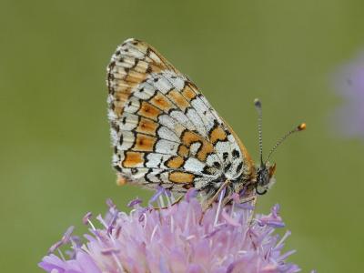 Melitaea cinxia