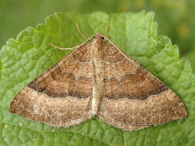 Larentia clavaria