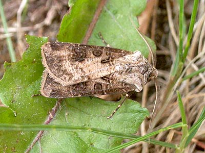 Agrotis clavis