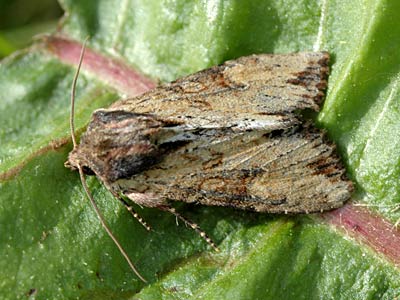 Apamea crenata