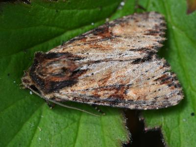 Apamea crenata