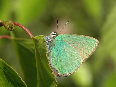 Callophrys rubi