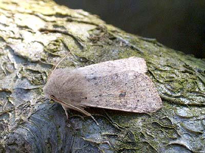 Orthosia cruda