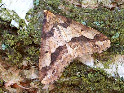 Erannis defoliaria