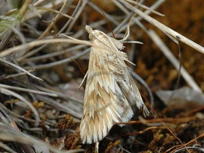 Cynaeda dentalis