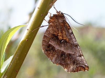 Selenia dentaria