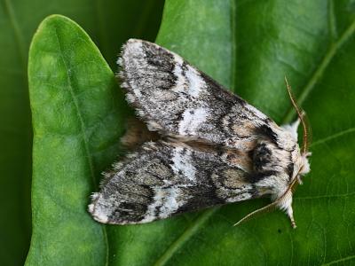 Drymonia dodonaea