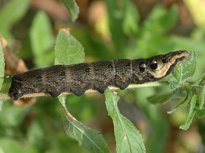 Deilephila elpenor