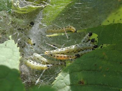 Yponomeuta evonymella