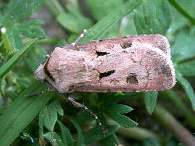 Agrotis exclamationis