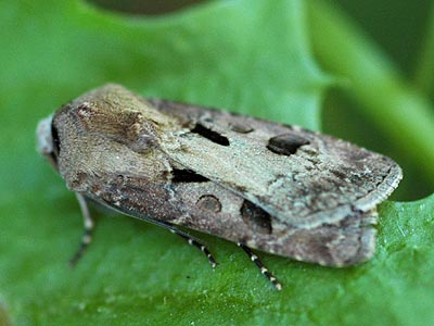 Agrotis exclamationis
