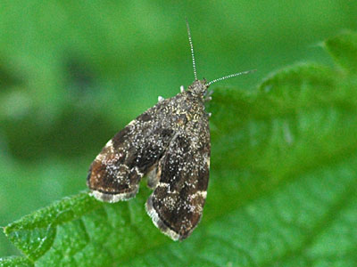 Anthophila fabriciana