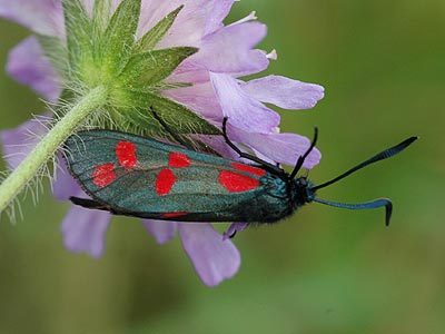 Zygaena filipendulae
