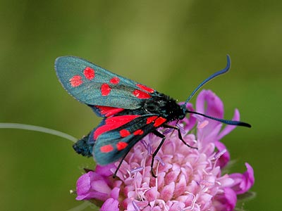 Zygaena filipendulae