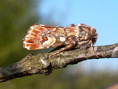 Panolis flammea