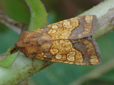 Gortyna flavago