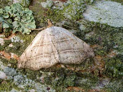 Laspeyria flexula