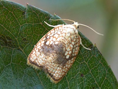 Acleris forsskaleana