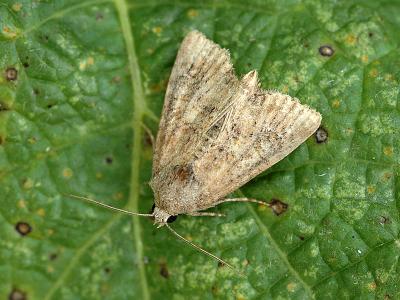 Mesoligia furuncula