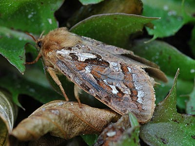 Korscheltellus fusconebulosa