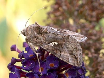 Autographa gamma