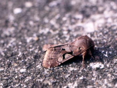 Orthosia gothica