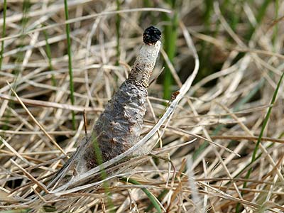 Phalacropterix graslinella