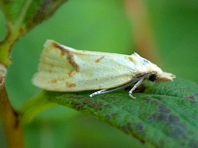 Agapeta hamana