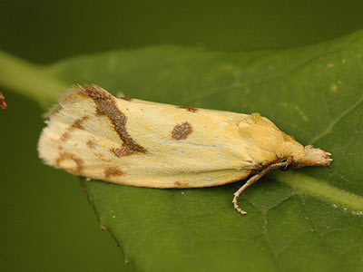 Agapeta hamana
