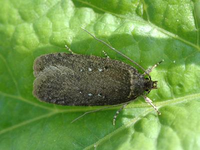 Agonopterix heracliana