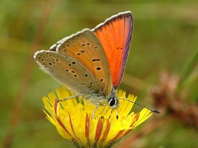 Lycaena hippothoe