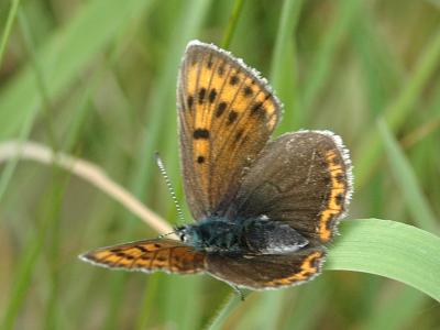 Lycaena hippothoe