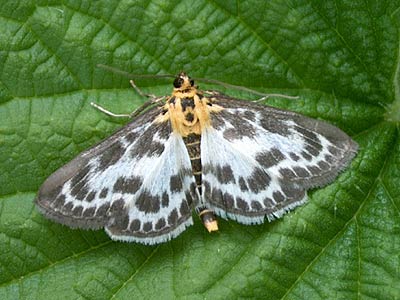 Anania hortulata