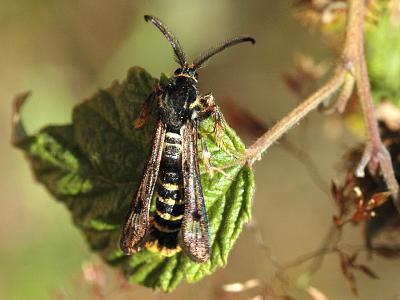 Pennisetia hylaeiformis