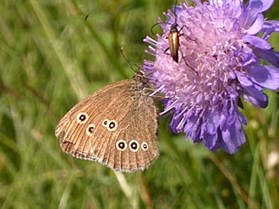 Aphantopus hyperantus