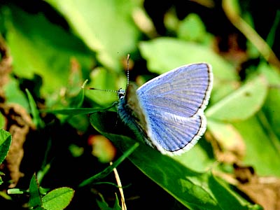 Polyommatus icarus